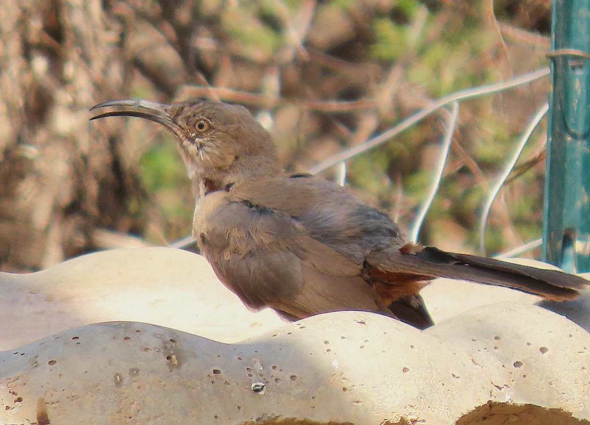 Crissal Thrasher - ML641354201