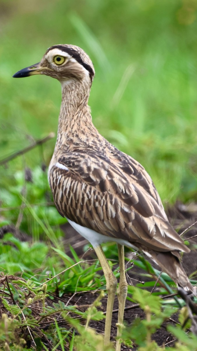 Double-striped Thick-knee - ML641354269