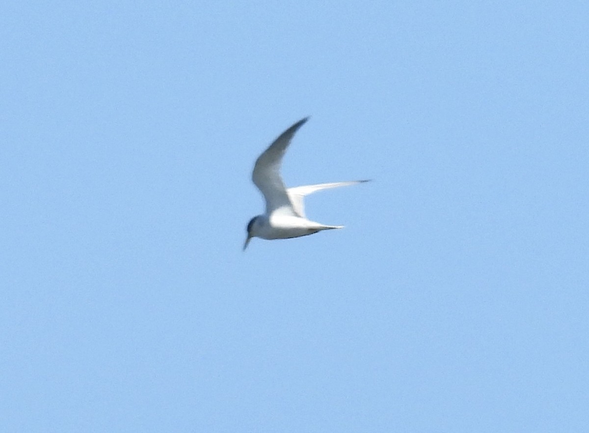 Least Tern - ML641354276