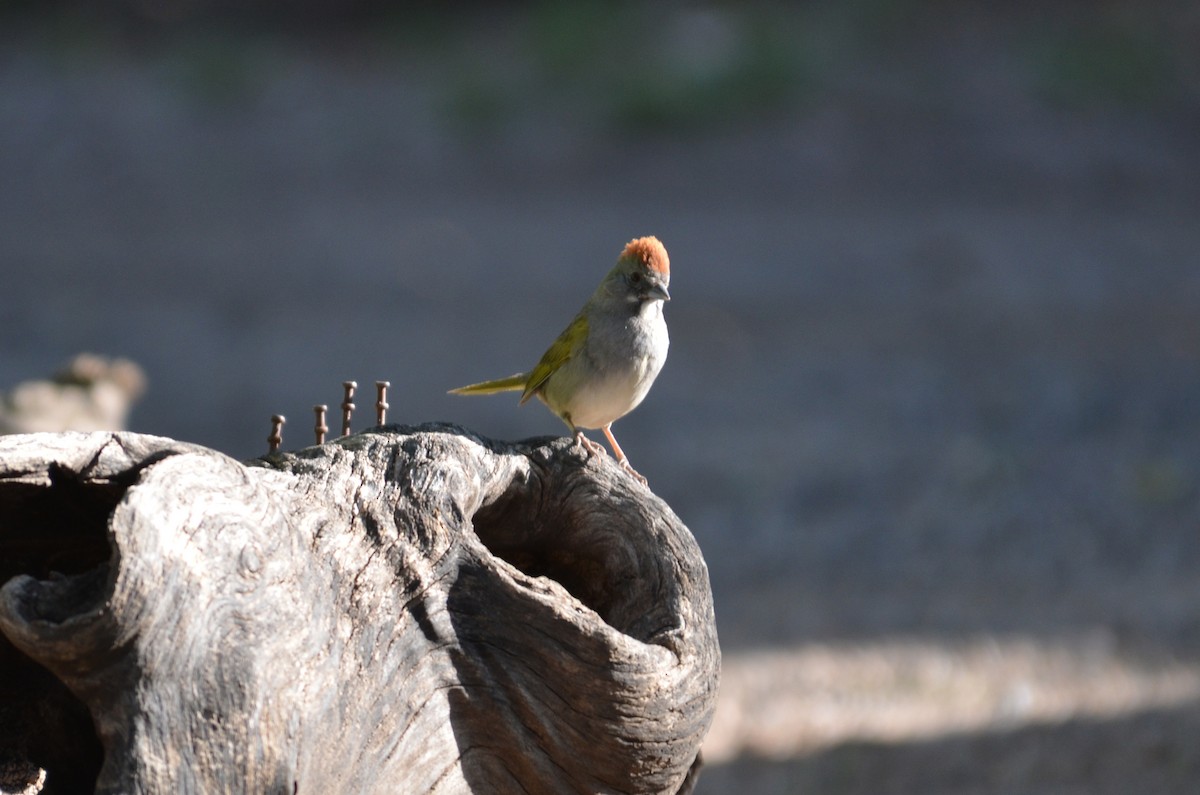Green-tailed Towhee - ML641354284