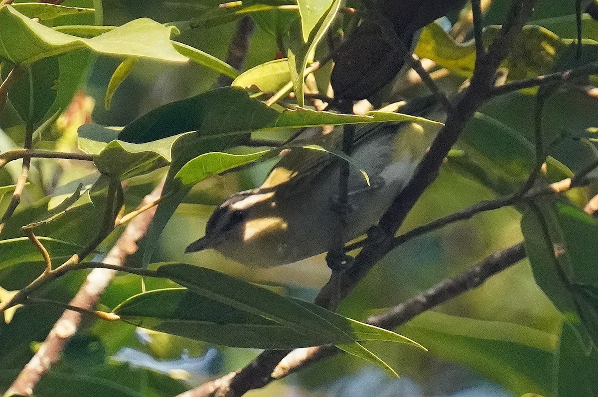 Chivi Vireo - ML641354288