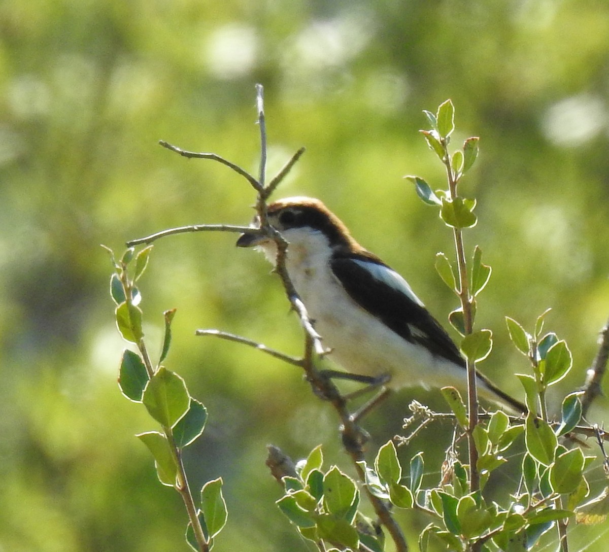 Woodchat Shrike - ML641354291