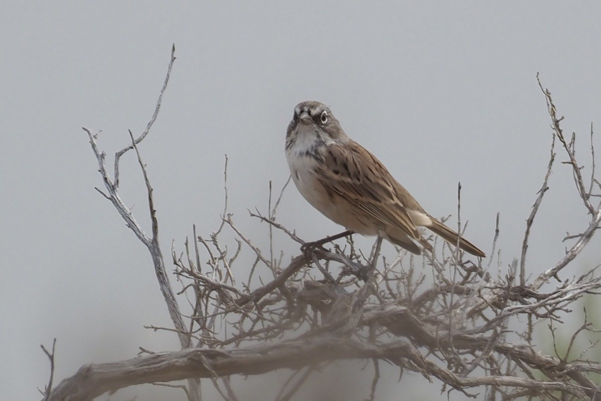 Sagebrush Sparrow - ML641354299