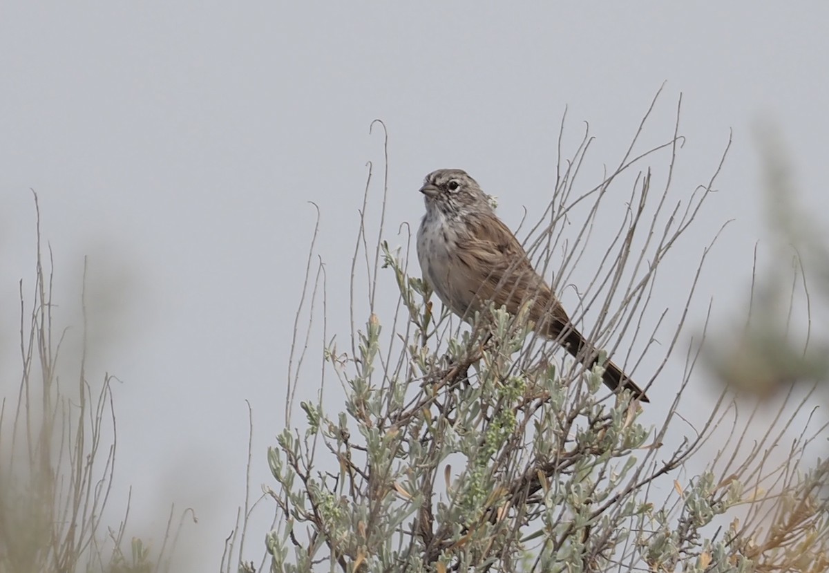 Sagebrush Sparrow - ML641354300