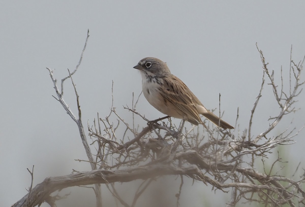 Sagebrush Sparrow - ML641354301