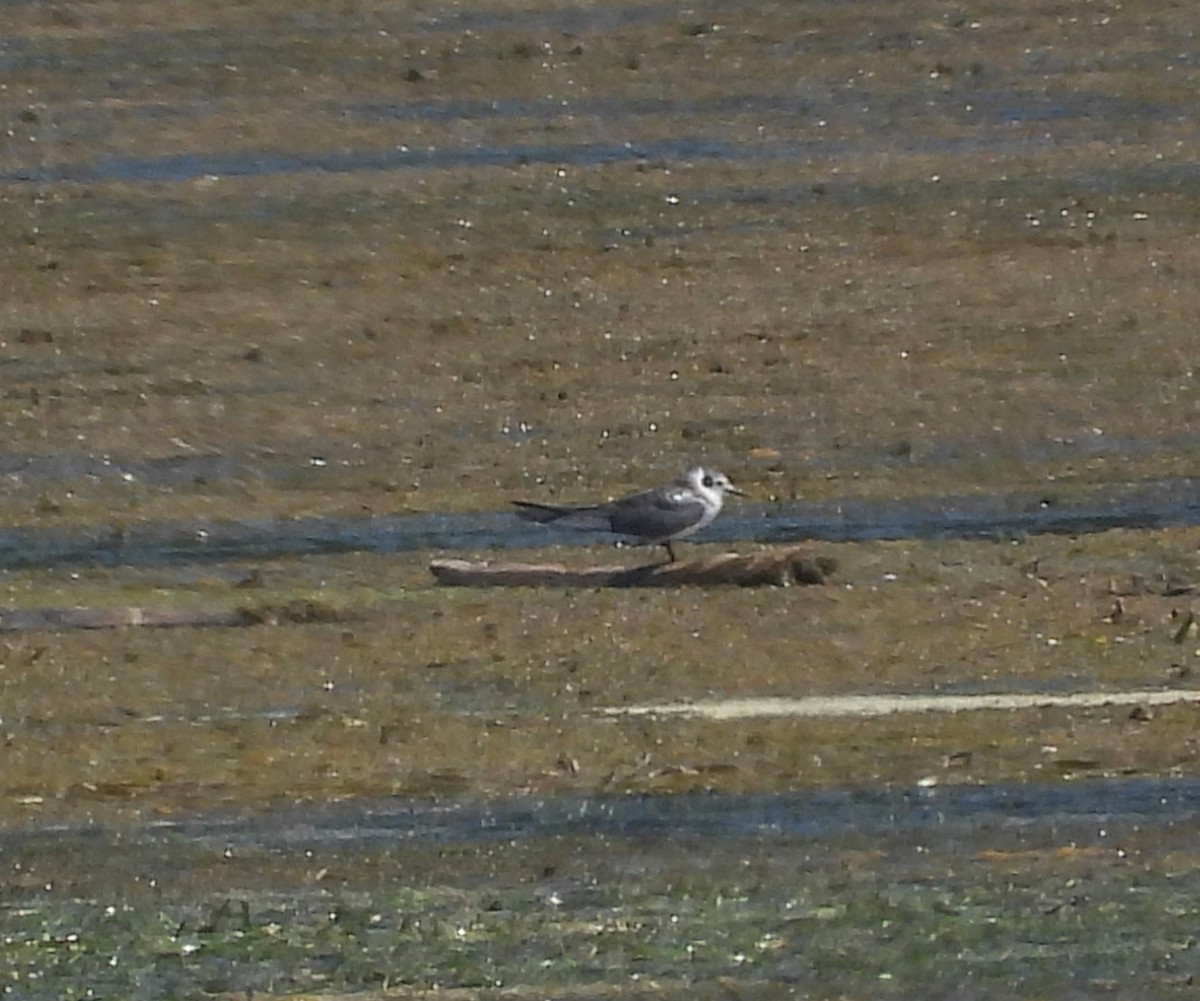 rybák černý - ML641354319