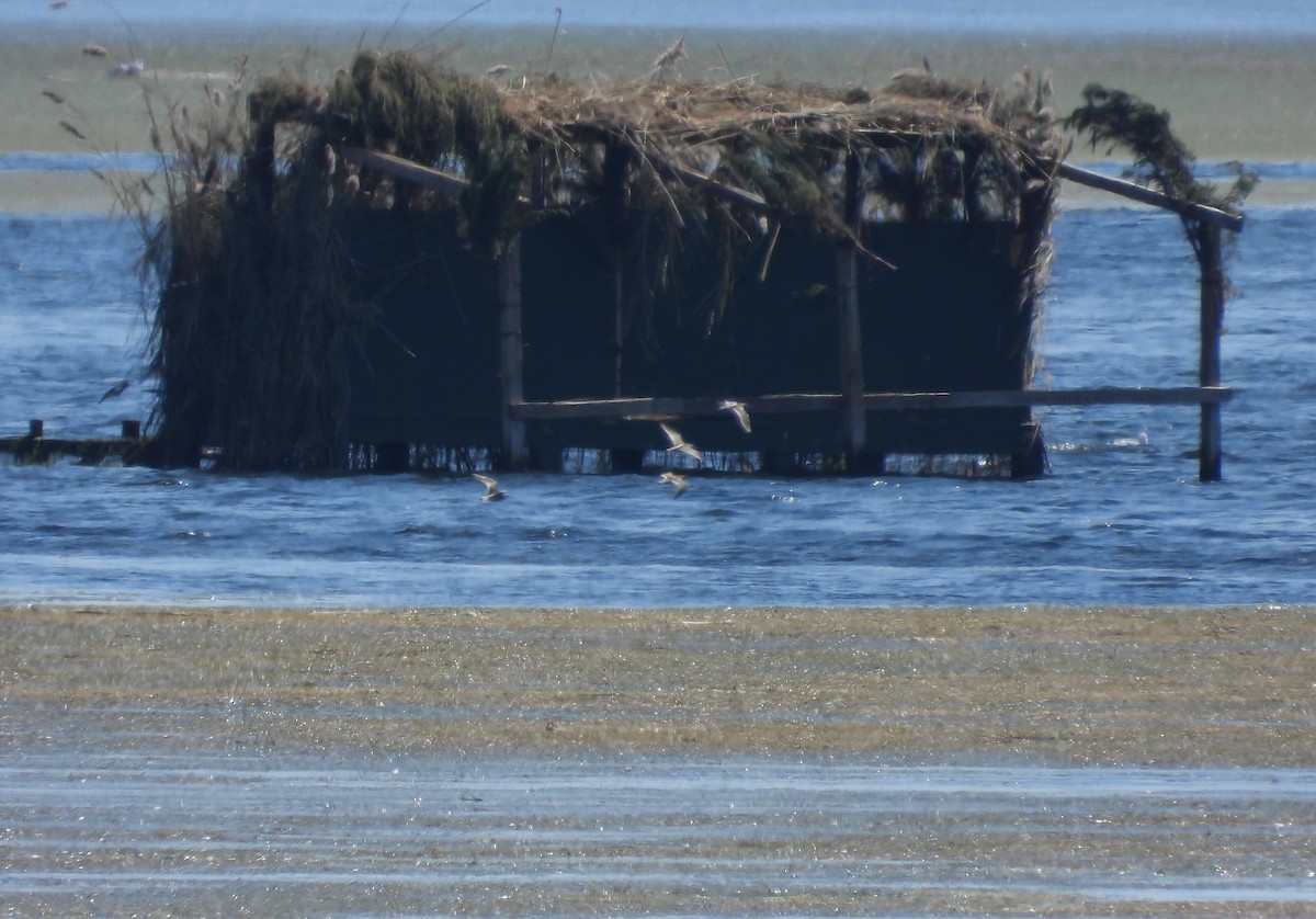 slukovec krátkozobý - ML641354346