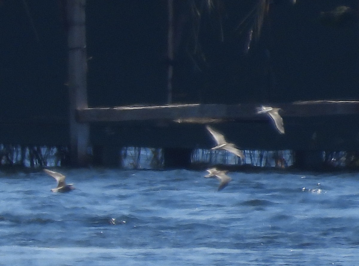 slukovec krátkozobý - ML641354354