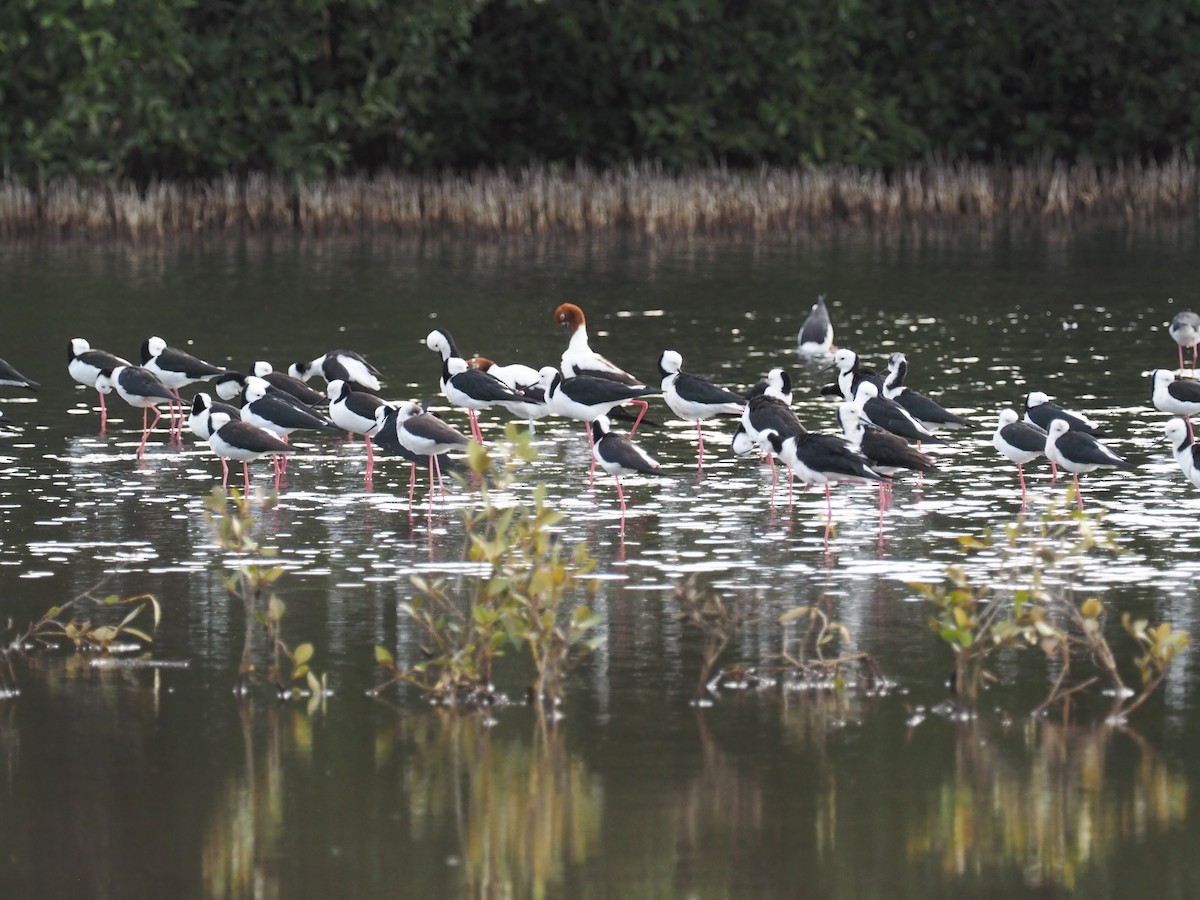 Pied Stilt - ML641354355