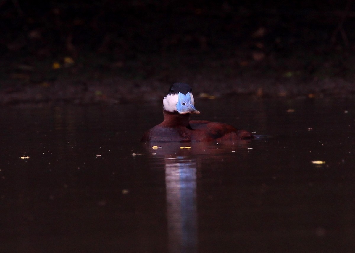 Ruddy Duck - ML641354363