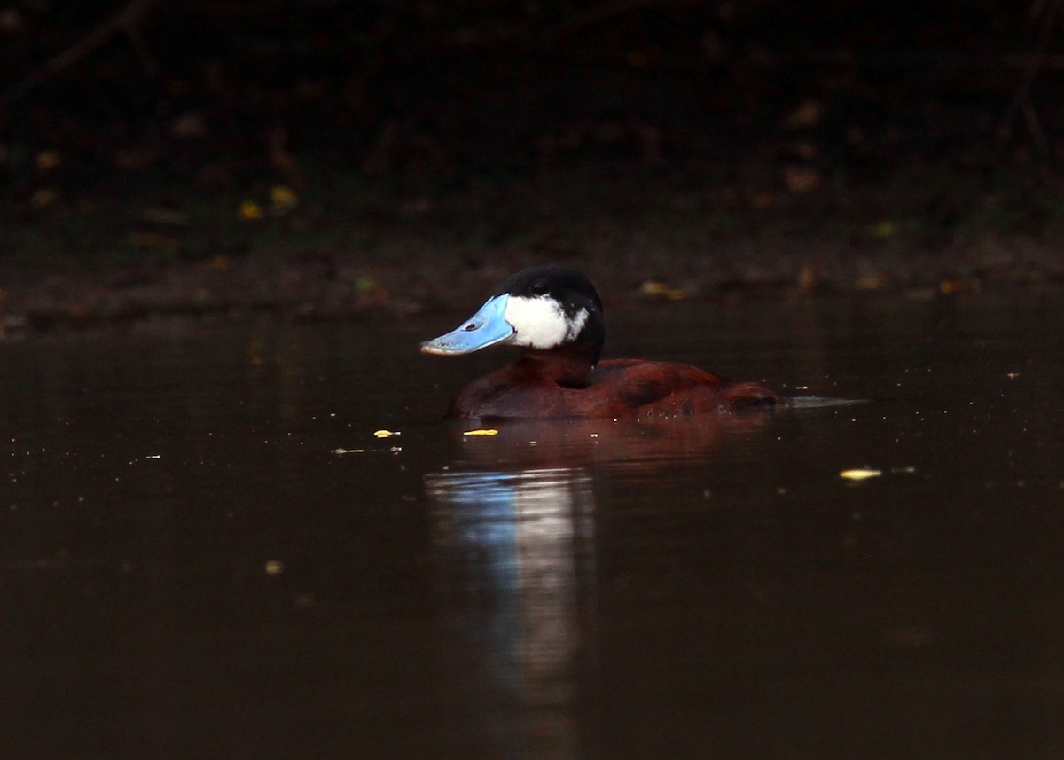 Ruddy Duck - ML641354365