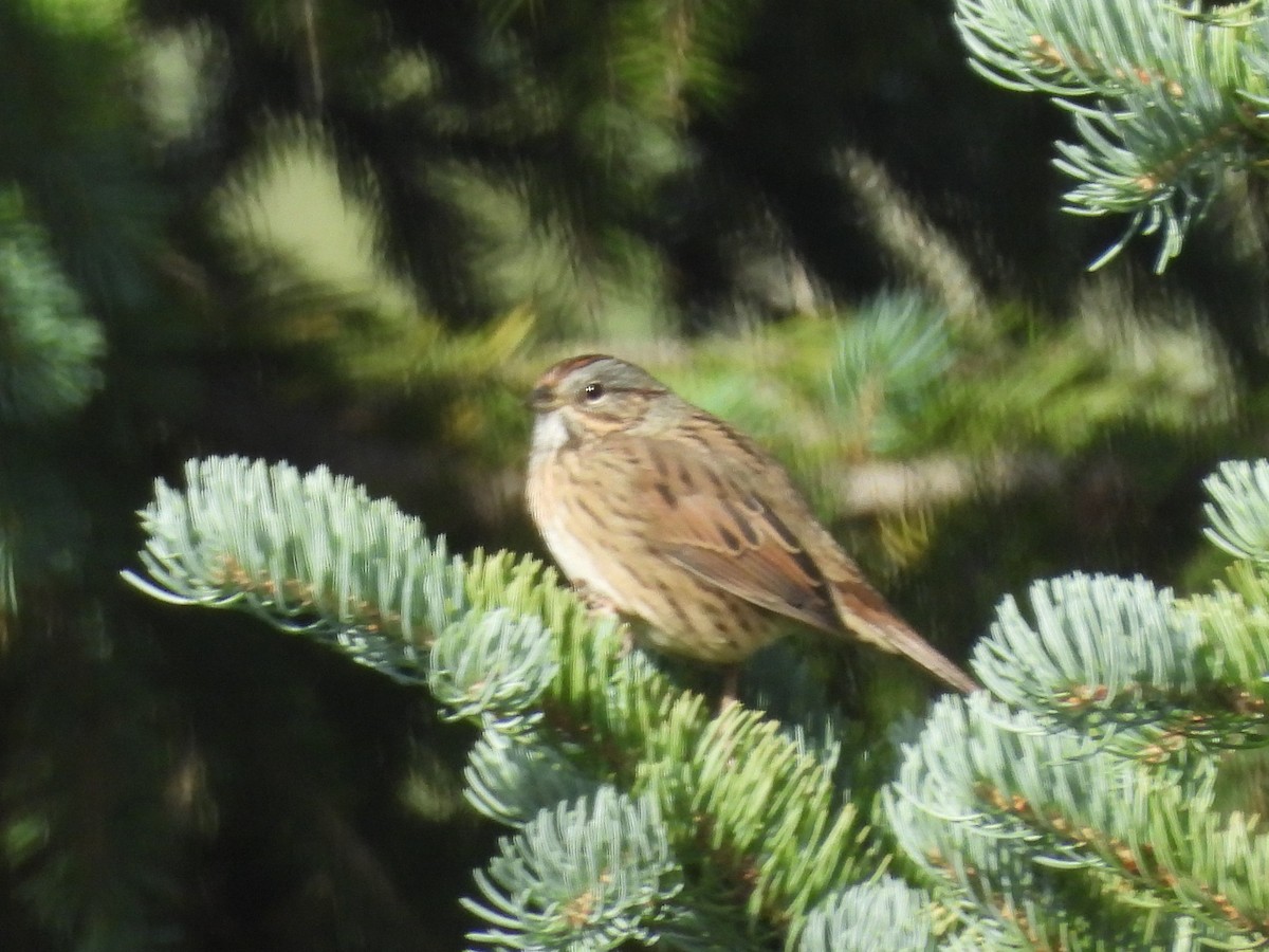 Lincoln's Sparrow - ML641354379