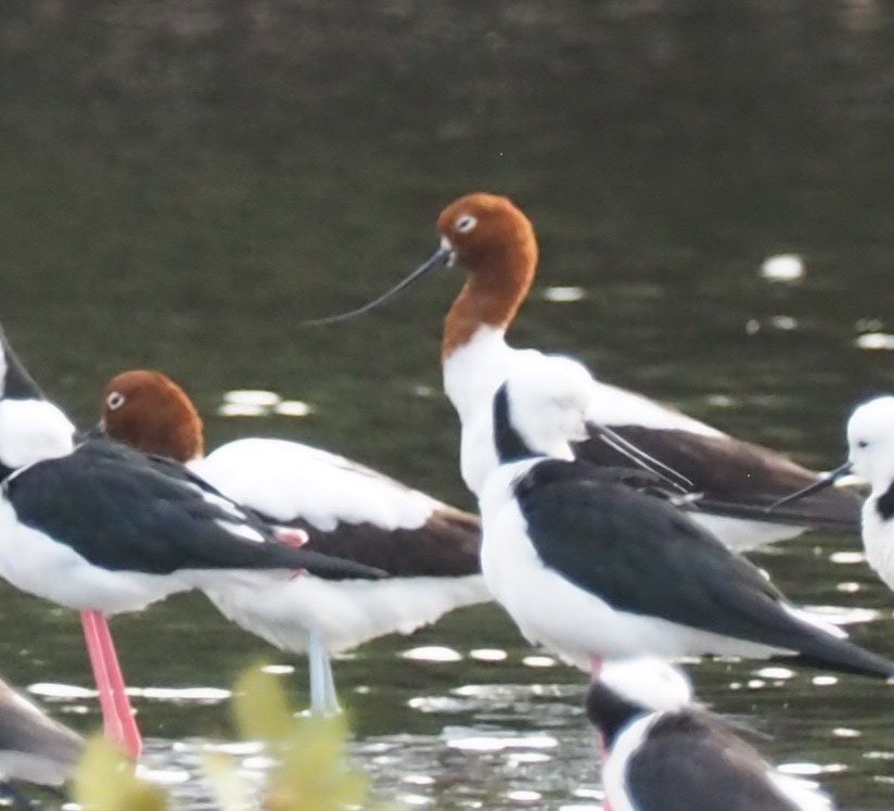 Red-necked Avocet - ML641354386