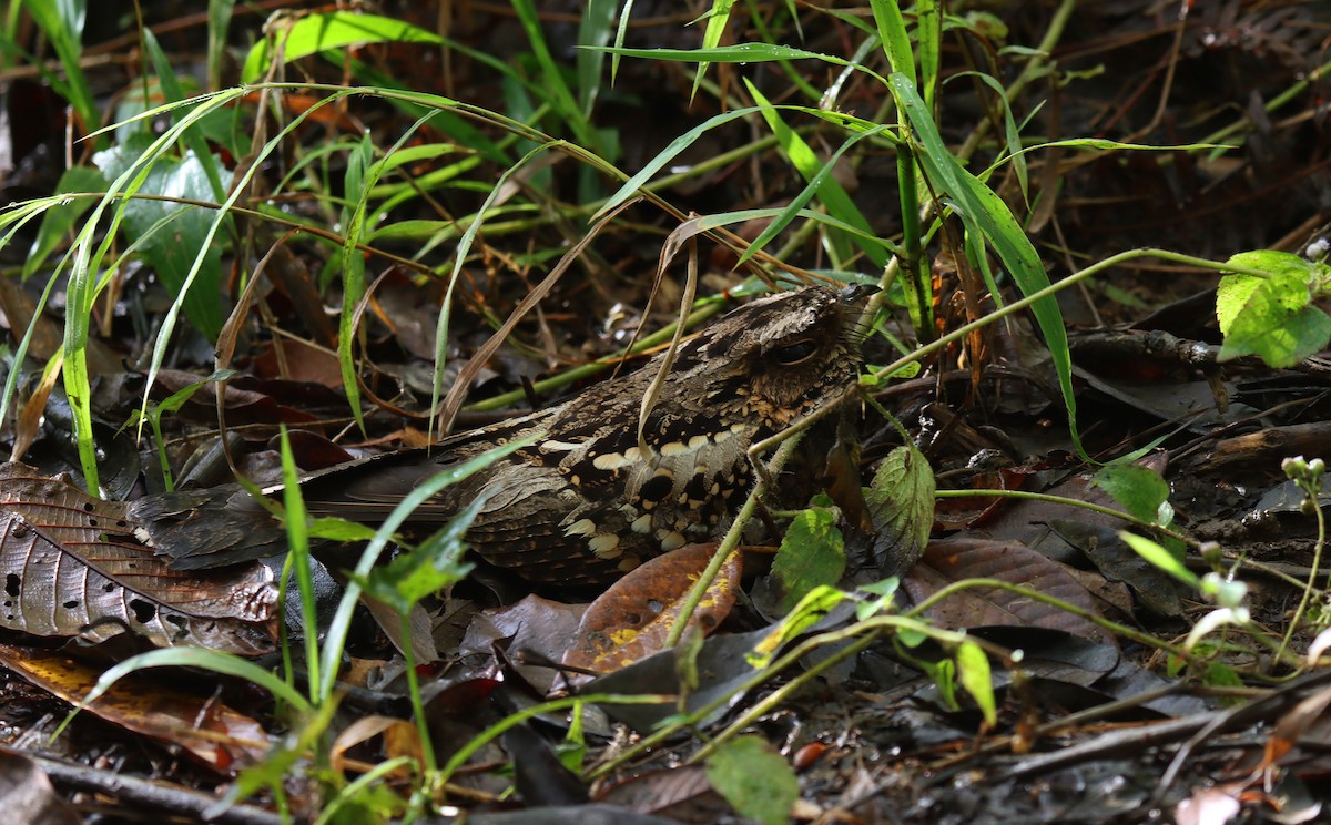 Philippine Nightjar - ML641354431