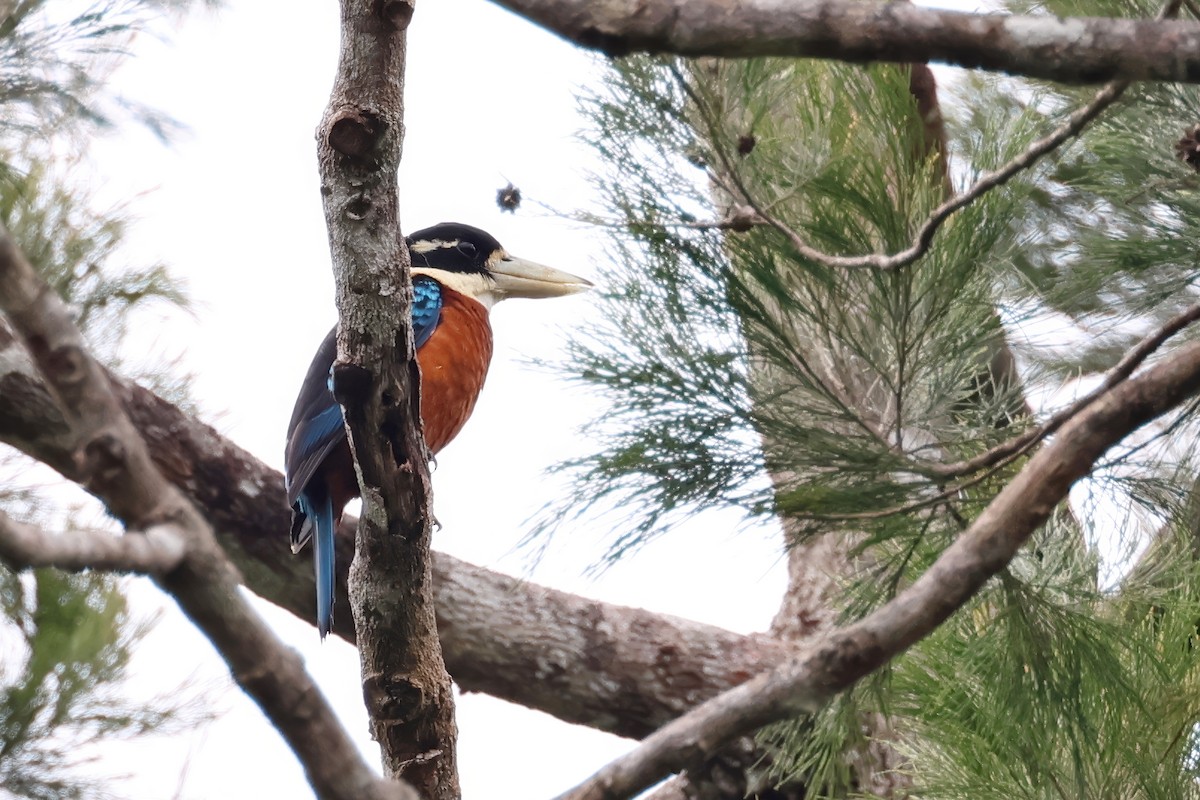 Rufous-bellied Kookaburra - ML641354443