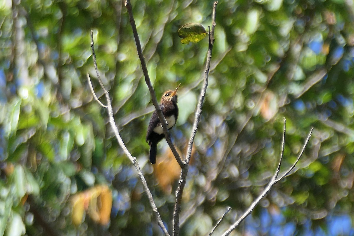 Brown Jacamar - ML641354448