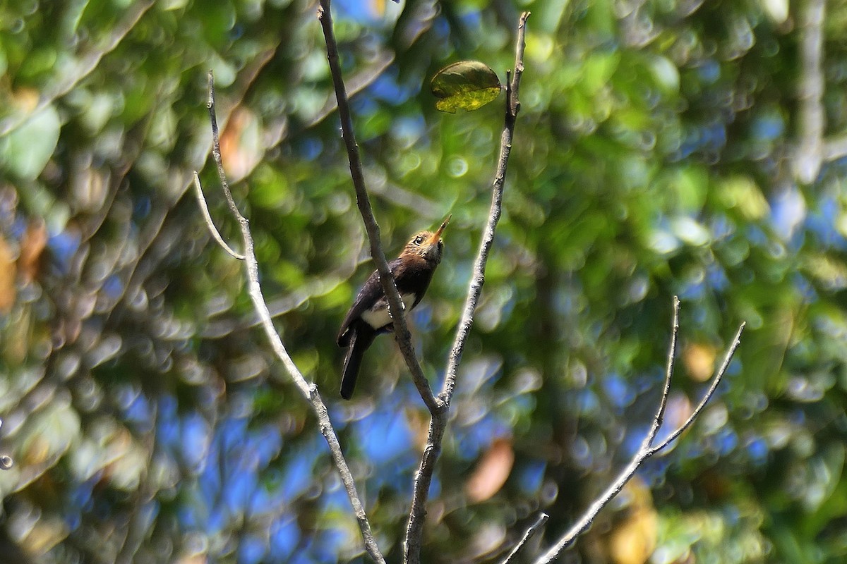 Brown Jacamar - ML641354449