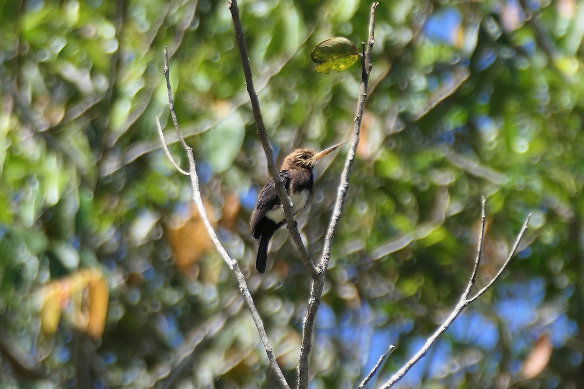Brown Jacamar - ML641354450