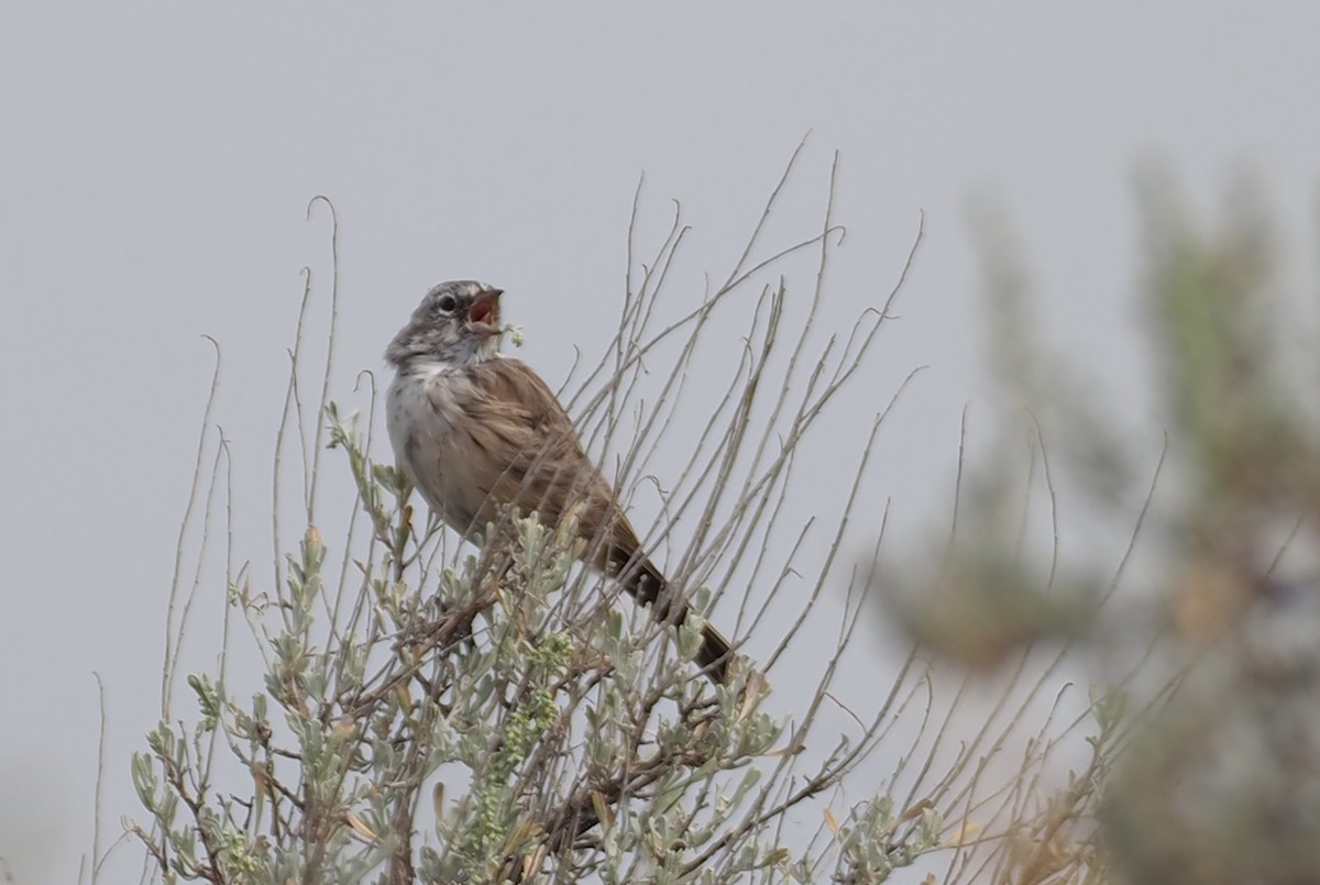 Sagebrush Sparrow - ML641354455
