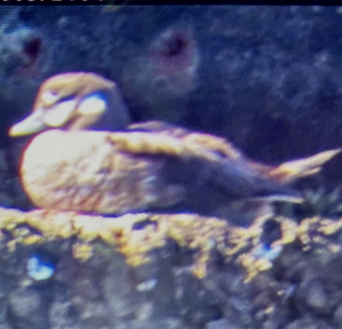 Harlequin Duck - ML641354469