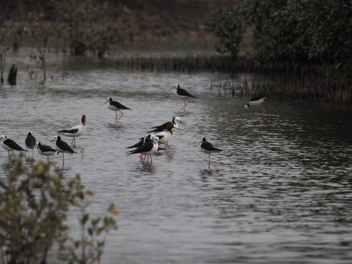 Pied Stilt - ML641354472