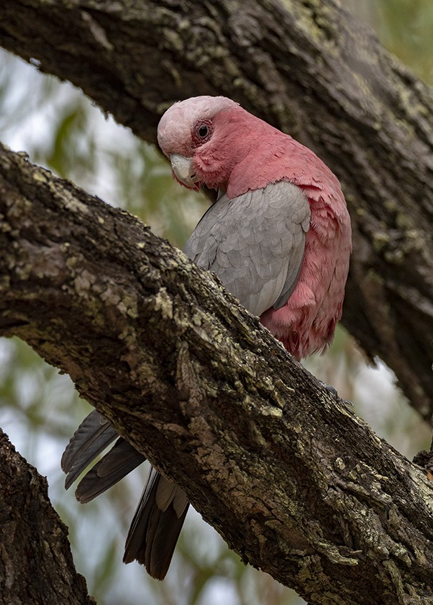Galah - ML641354473