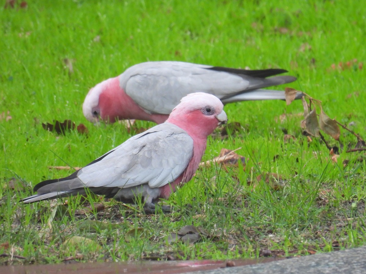 Galah - ML641354476