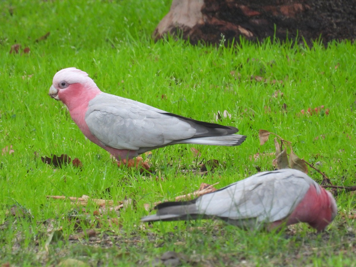 Galah - ML641354477
