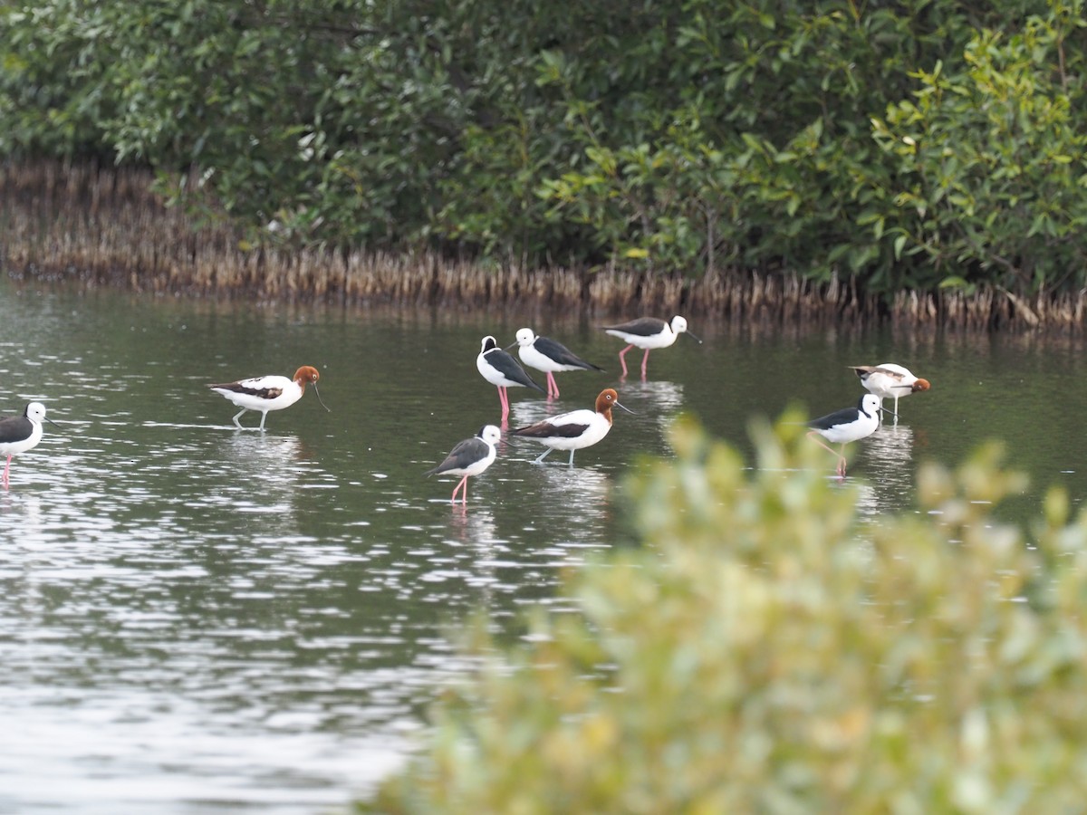 Red-necked Avocet - ML641354494