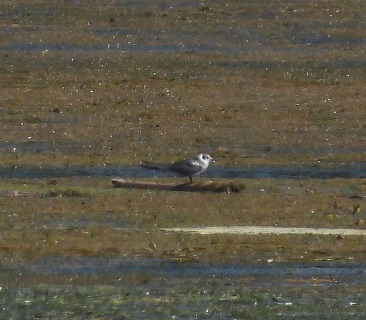 rybák černý - ML641354495