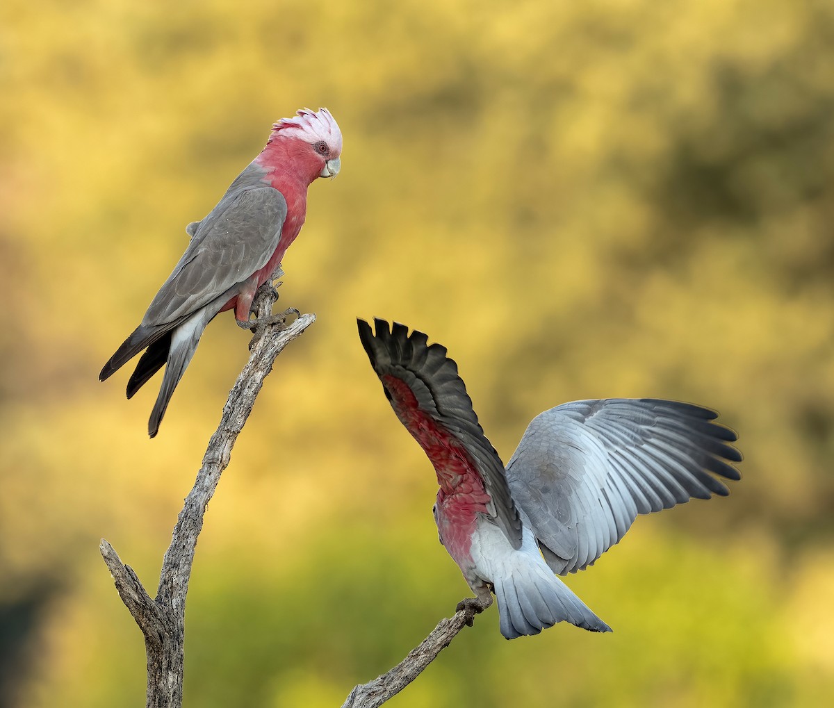 Galah - ML641354515