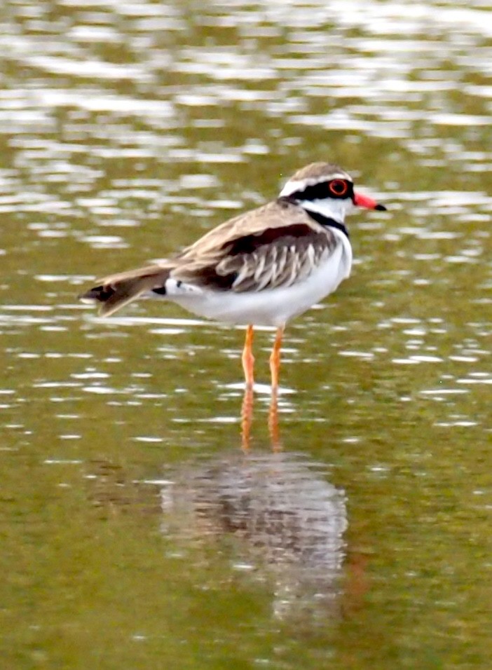 Black-fronted Dotterel - ML641354555