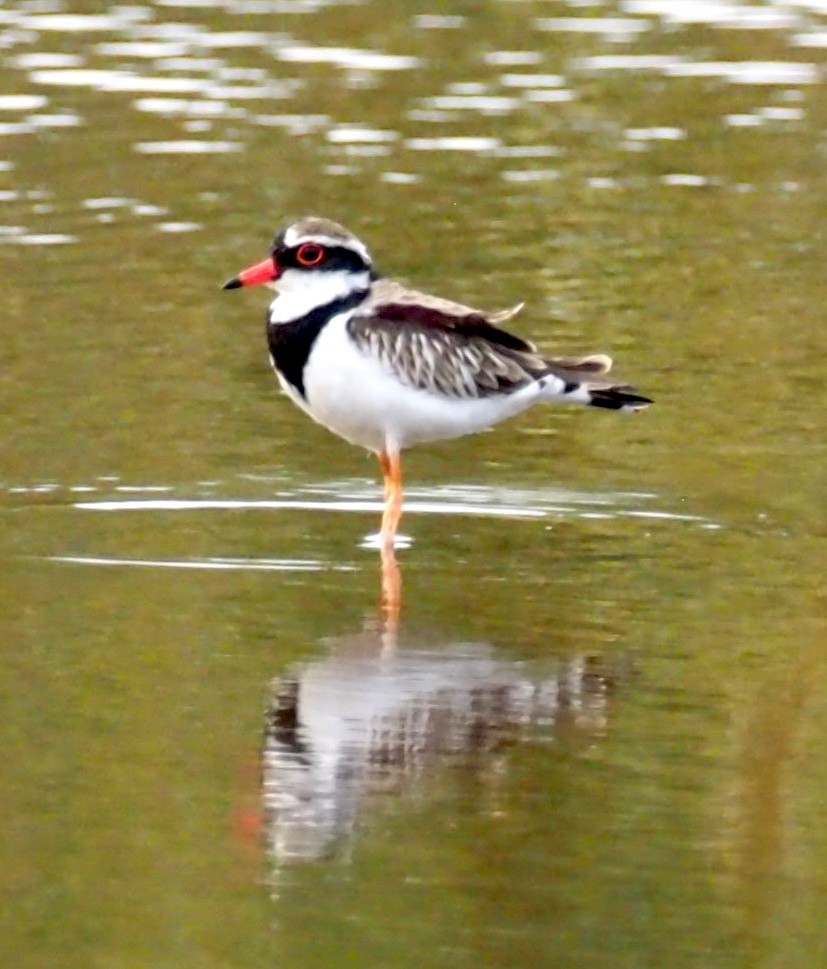 Black-fronted Dotterel - ML641354556