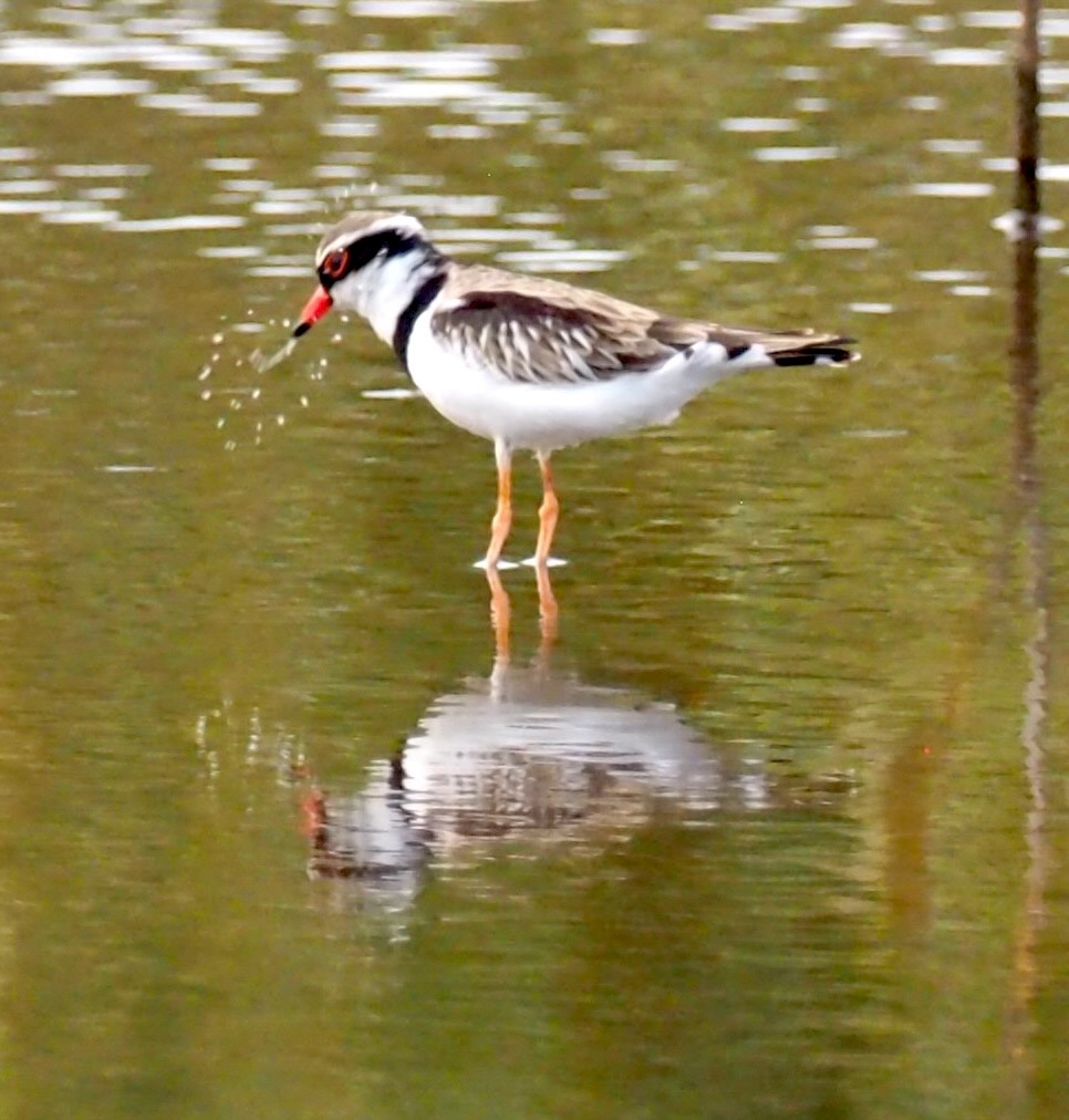 Black-fronted Dotterel - ML641354557