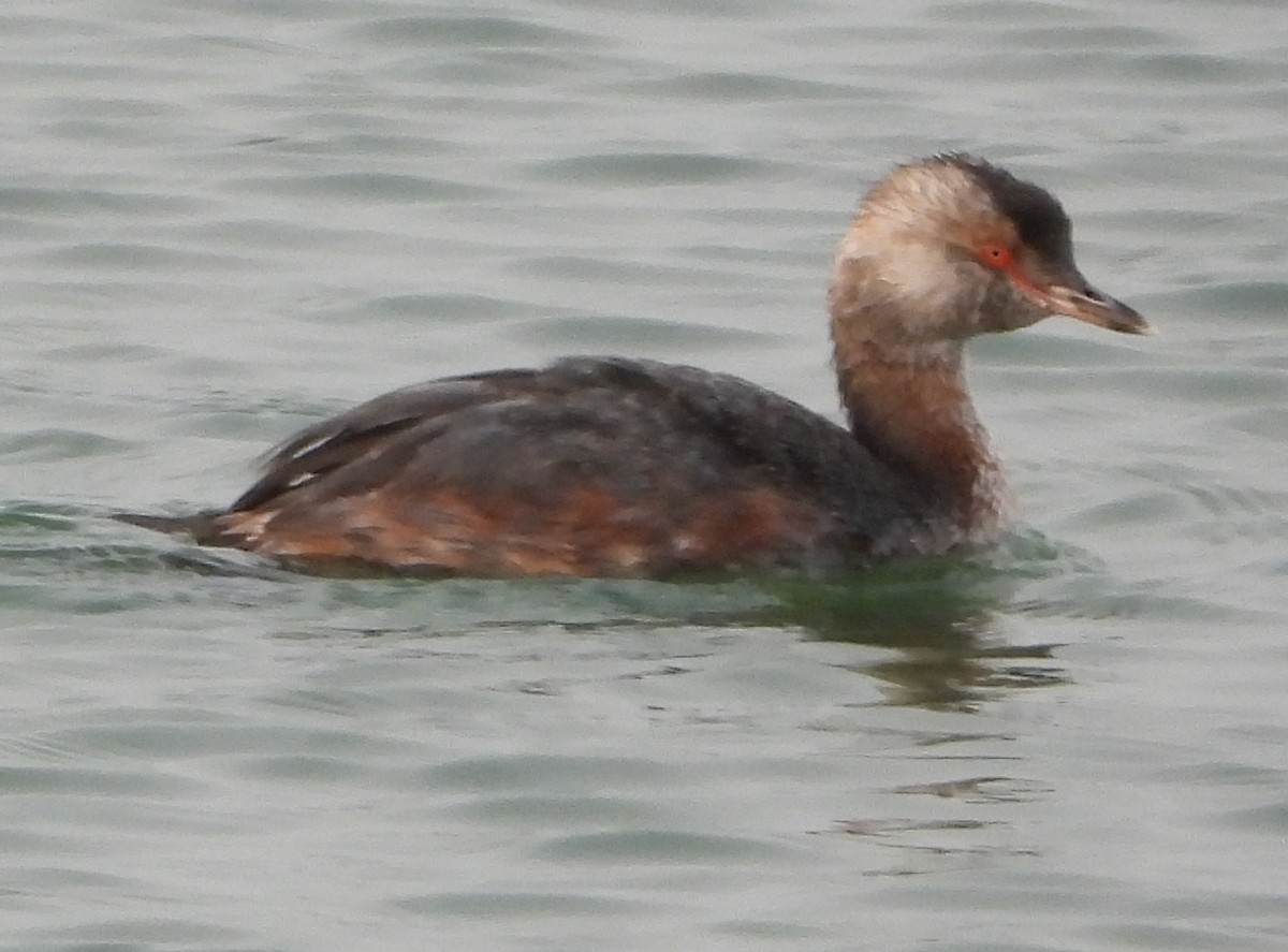 Horned Grebe - ML641354617