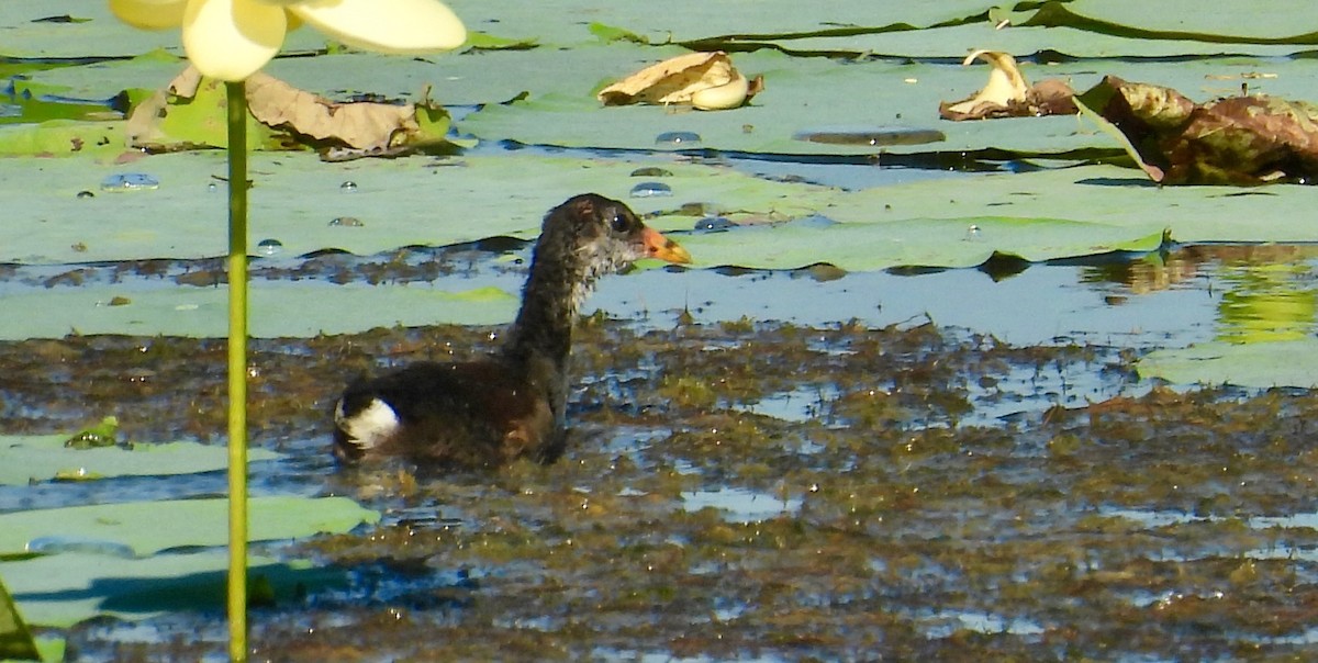 Common Gallinule - ML641354660