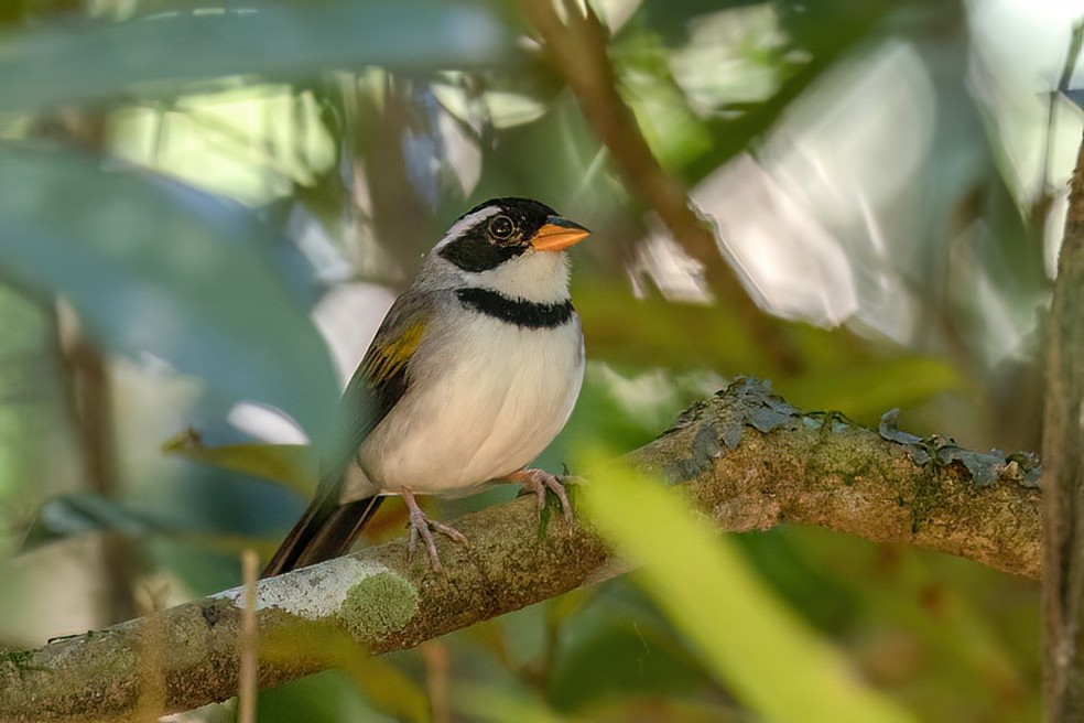 Saffron-billed Sparrow - ML641354682
