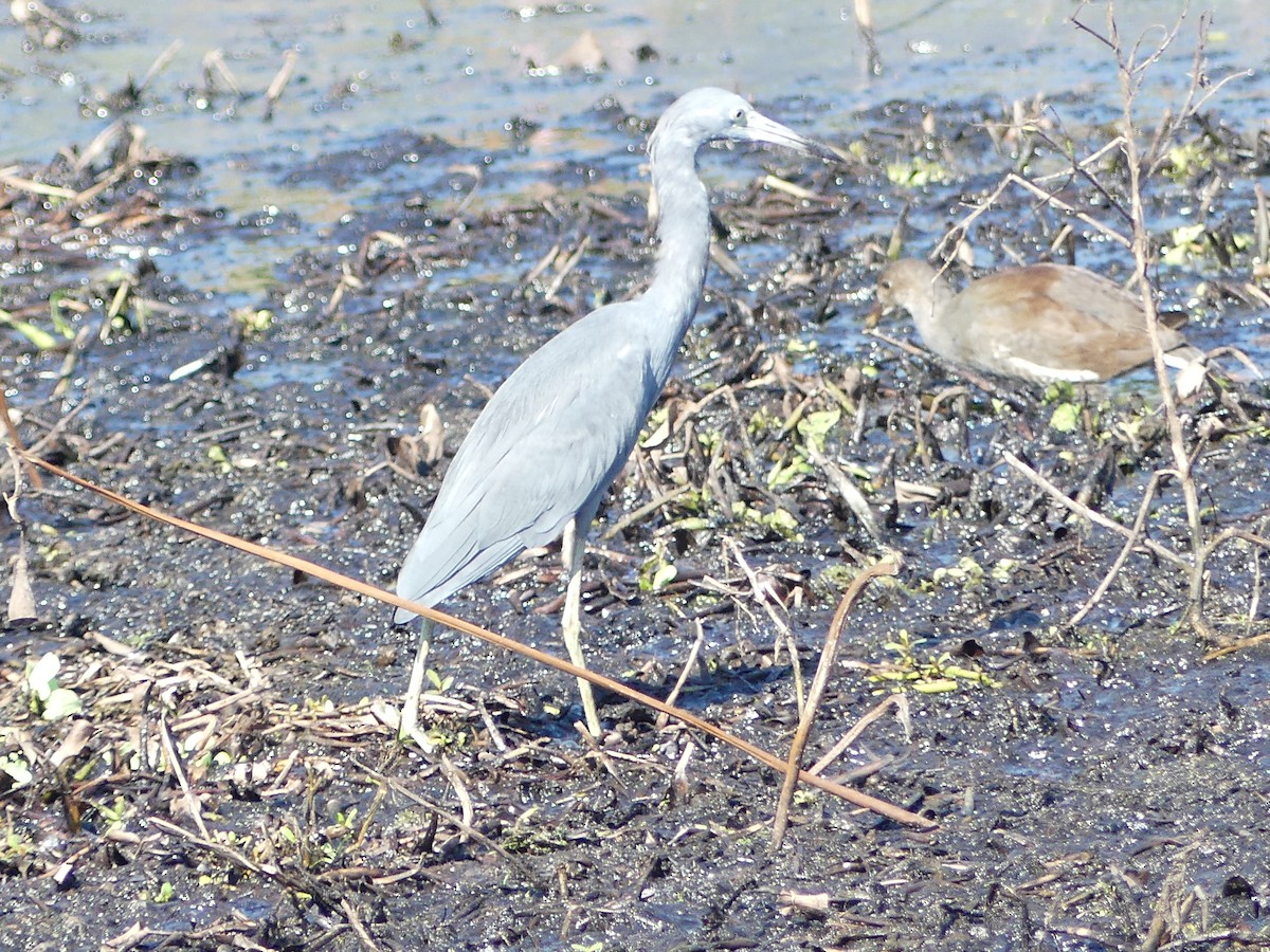 Little Blue Heron - ML641354732