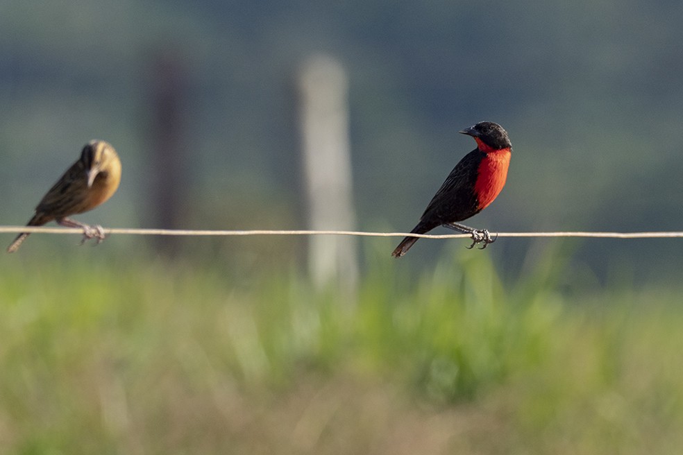 Red-breasted Meadowlark - ML641354739