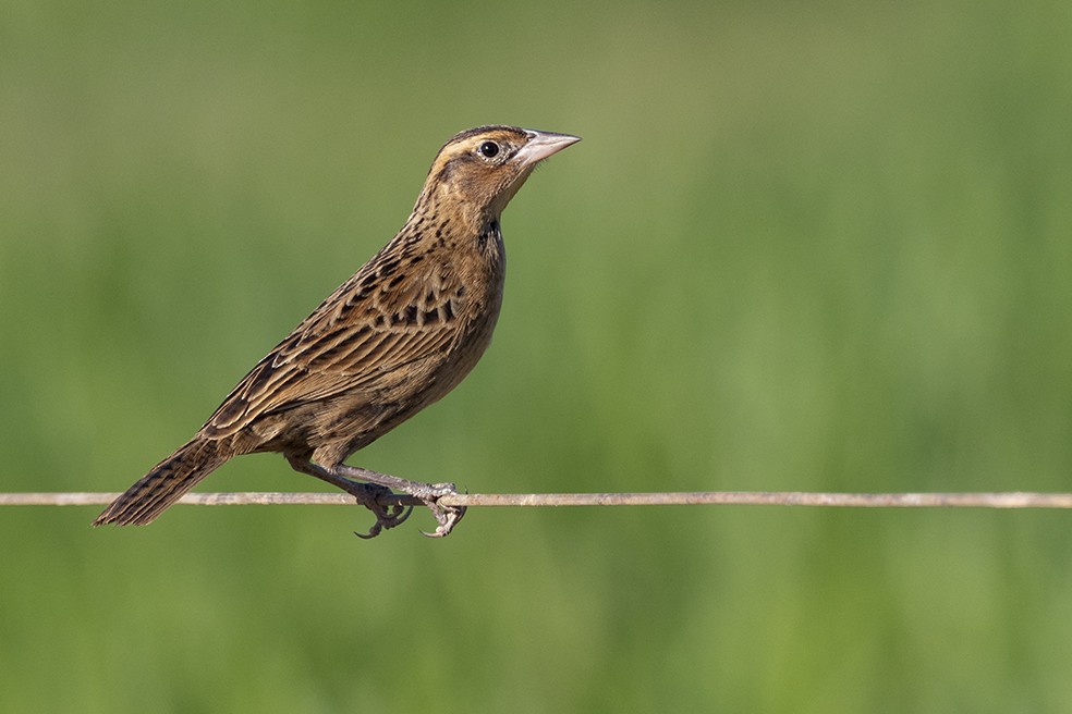 Red-breasted Meadowlark - ML641354740