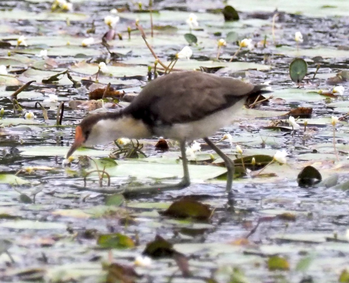 Comb-crested Jacana - ML641354743