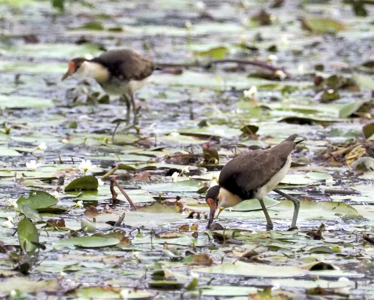 Comb-crested Jacana - ML641354744