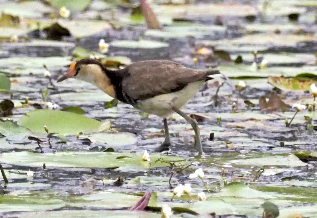 Comb-crested Jacana - ML641354745