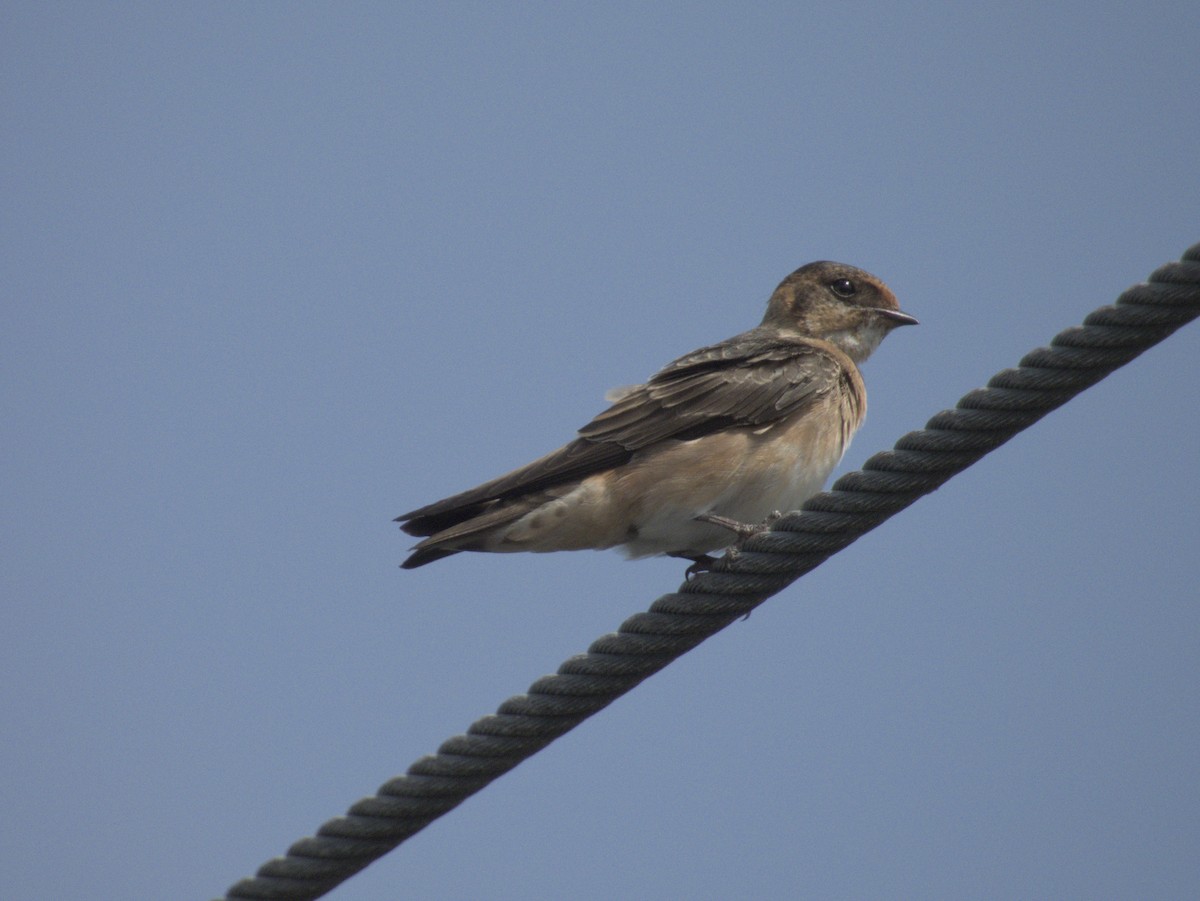 Cave Swallow - ML641354747