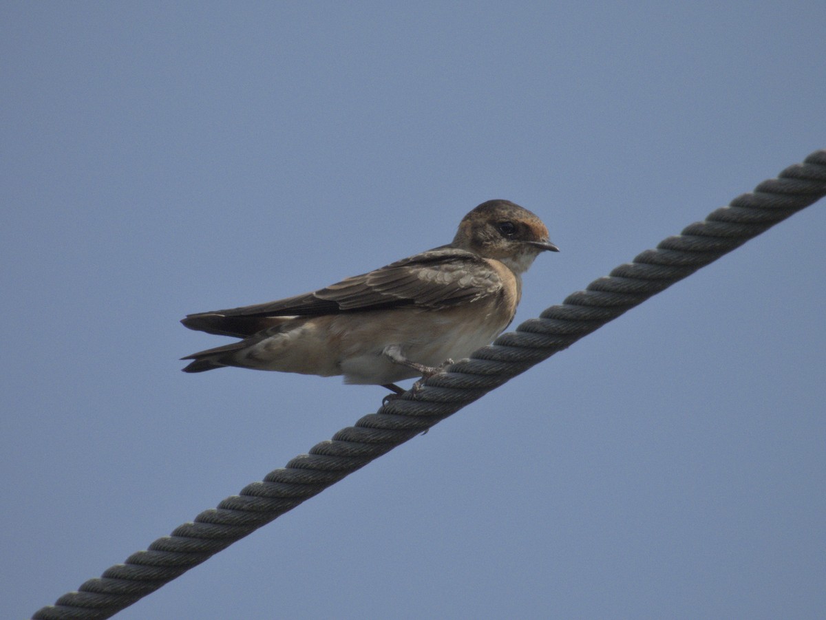 Cave Swallow - ML641354748