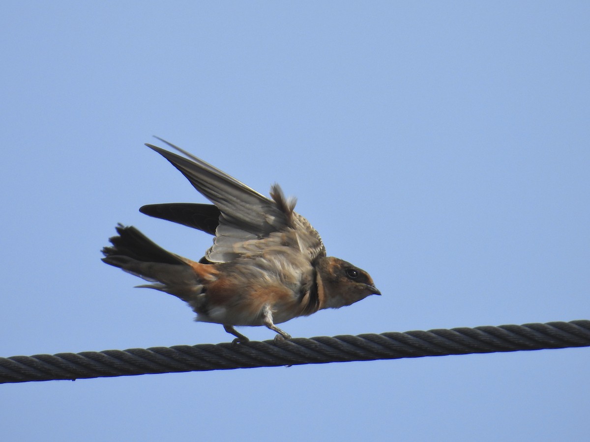 Cave Swallow - ML641354765