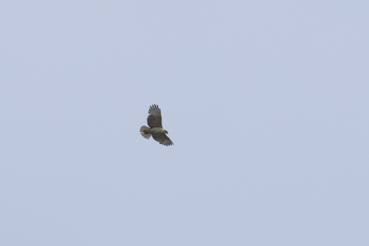 Канюк гавайський - ML641354780