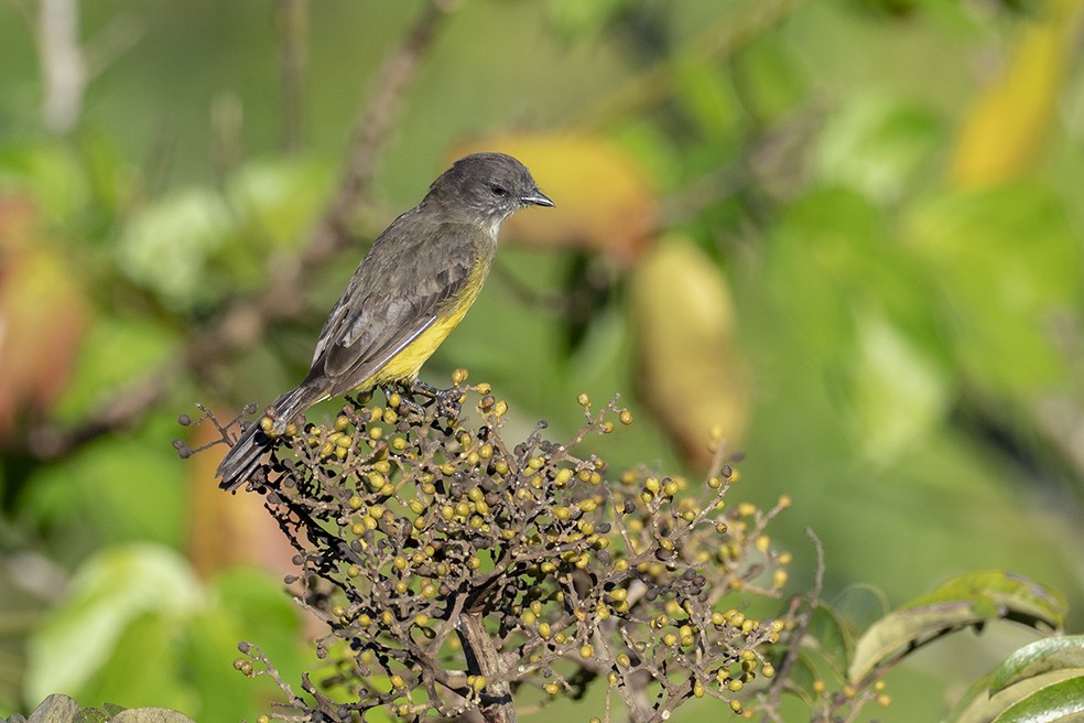Dusky-chested Flycatcher - ML641354781