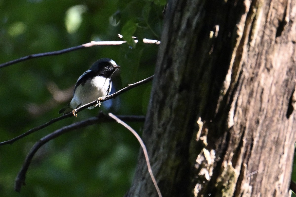 Paruline bleue - ML641354794