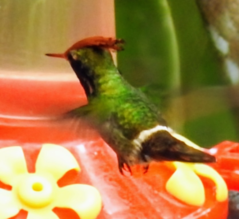 Rufous-crested Coquette - ML641354808
